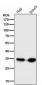 Anti-CD20 MS4A1 Rabbit Monoclonal Antibody